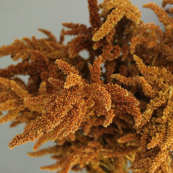 Bronze Upright Amaranthus Fresh Greens