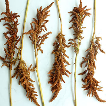 Bronze Upright Amaranthus Fresh Greens