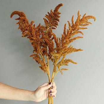 Bronze Upright Amaranthus Fresh Greens