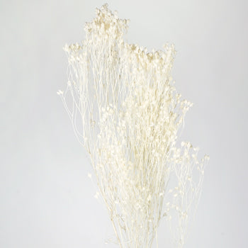 White Broom Bloom