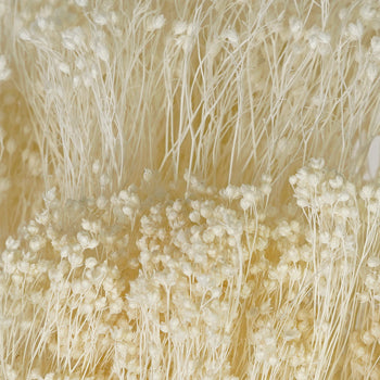 White Broom Bloom