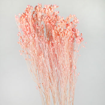 Light Pink Broom Bloom