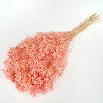 Light Pink Broom Bloom