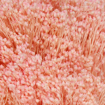 Light Pink Broom Bloom