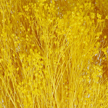 Mustard Yellow Broom Bloom