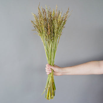 Fresh cut greens broomcorn autumn grass filler flowers sold near me