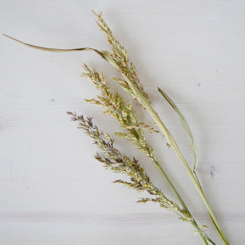 Wedding greenery broomcorn autumn filler flowers sold near me