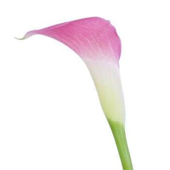 Pink Calla Lily Flower