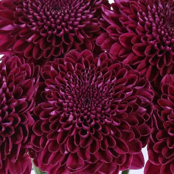 Burgundy Bahlia flower upclose
