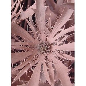 Pink Tinted Thistle Flower