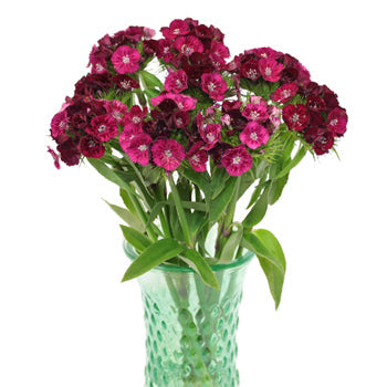 Burgundy Bohemian Dianthus Flower