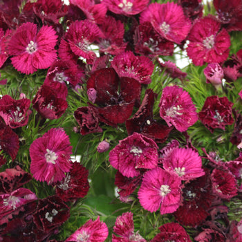 Burgundy Bohemian Dianthus Flower
