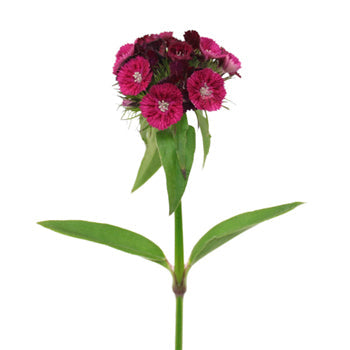 Burgundy Bohemian Dianthus Flower