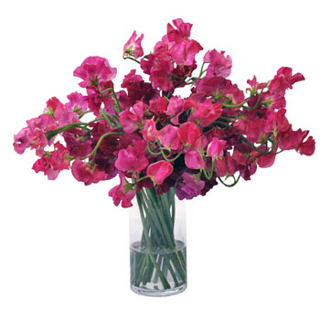 Dark Pink Designer Japanese Sweet Peas