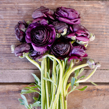 Save the Ranunculus Wild Flowers