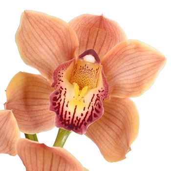 Copper Beauty Cymbidium Orchid