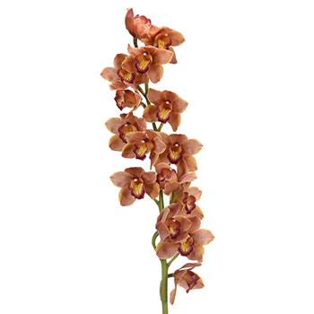 Copper Beauty Cymbidium Orchid