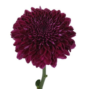 Burgundy Bahlia flower stem