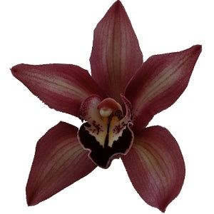 Cymbidium Orchids Burgundy