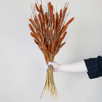Burnt Orange Foxtail Grass
