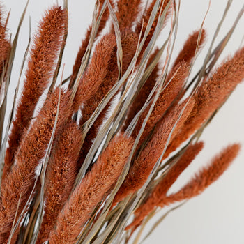Burnt Orange Foxtail Grass
