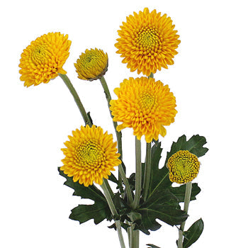 Golden Yellow Button Flower
