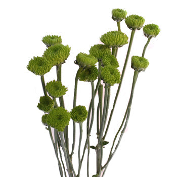 Kermit Green Button Pom Flower