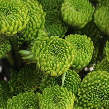 Kermit Green Button Pom Flower