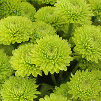 Yoko Ono Mini Button Pom Green Flower