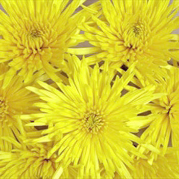 Yellow Spider Mum Flower close up