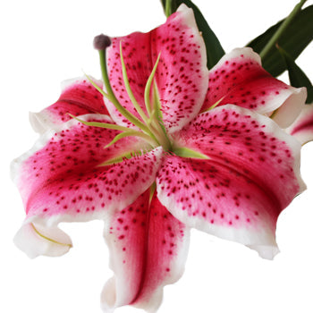 Stargazer Oriental Lily Bloom