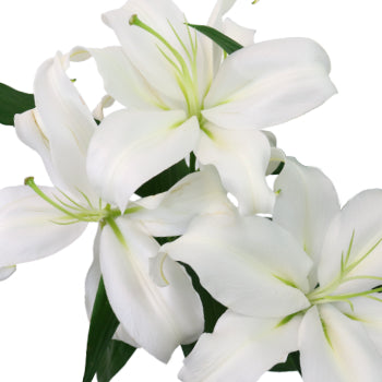 White Oriental Lily Stem