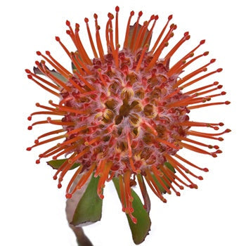 Pincushion Protea Tango stem