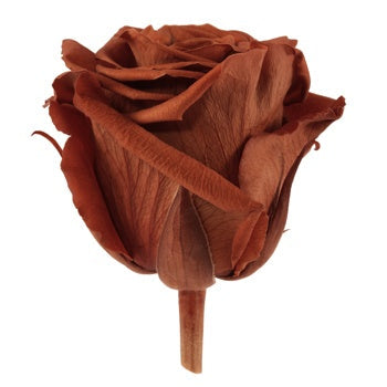 Preserved Terracotta Rose