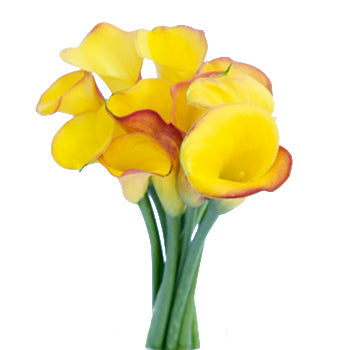 Pot of Gold Yellow Mini Calla Lily