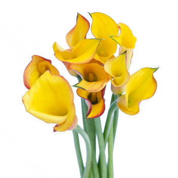 Pot of Gold Yellow Mini Calla Lily