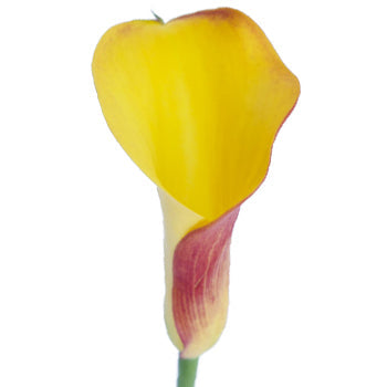 Pot of Gold Yellow Mini Calla Lily
