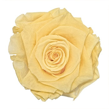Preserved Champagne Rose