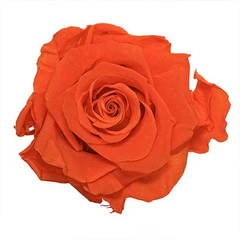 Preserved Classic Orange Rose