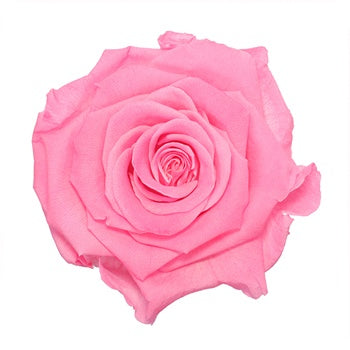 Preserved Classic Pink Rose