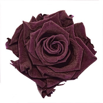 Preserved Classic Purple Rose