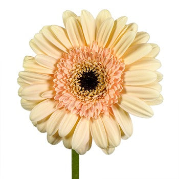 Savannah Sky Mini Gerbera Daisies