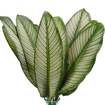 Calathea Leaves Tropical Greenery