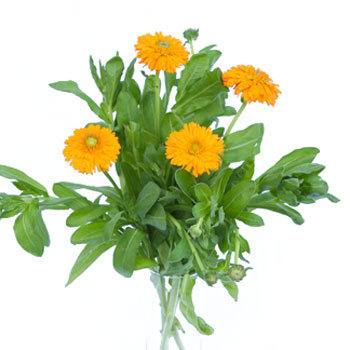 Calendula Pumpkin Orange Flower