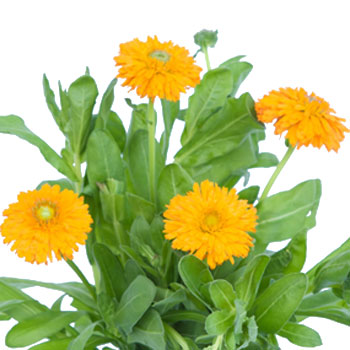 Calendula Pumpkin Orange Flower