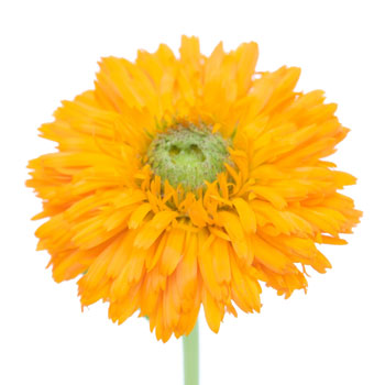 Calendula Pumpkin Orange Flower