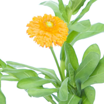 Calendula Pumpkin Orange Flower