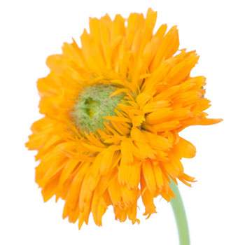 Calendula Pumpkin Orange Flower