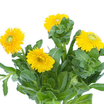 Calendula Golden Yellow Flower