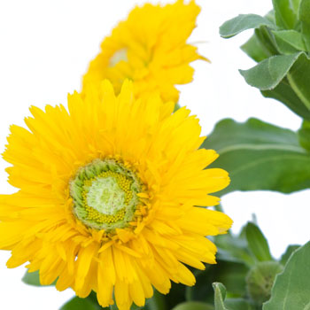 Calendula Golden Yellow Flower